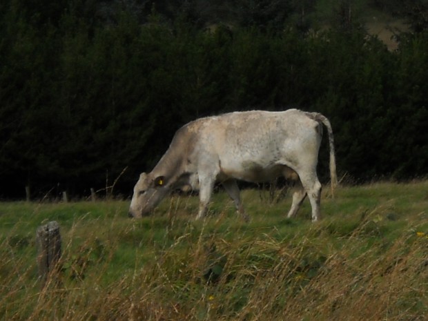 White Cow Close to Stone Circle