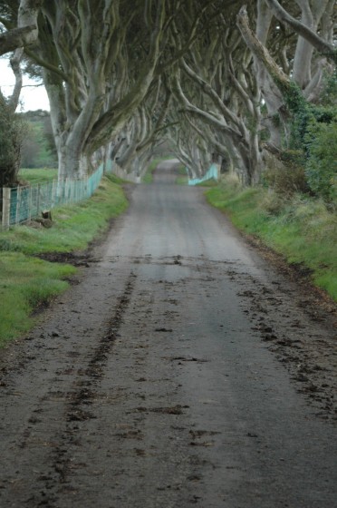 Dark Hedges, County Antrim