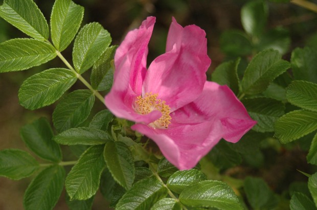 Solstice Sitka Rose