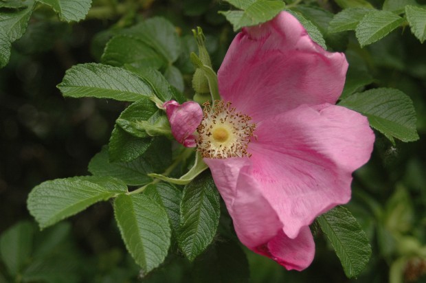 Sitka Rose