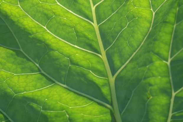 Broccoli Leaf