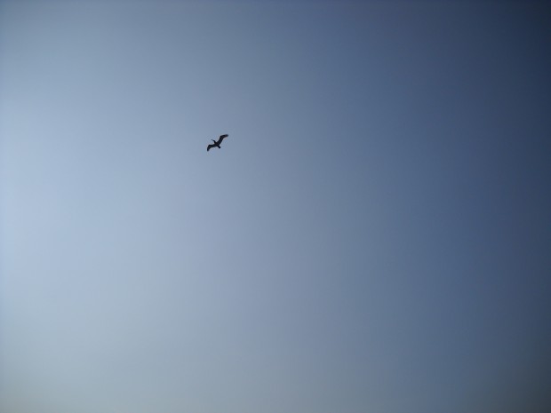 Pelican at Edisto Island (5.20.10)