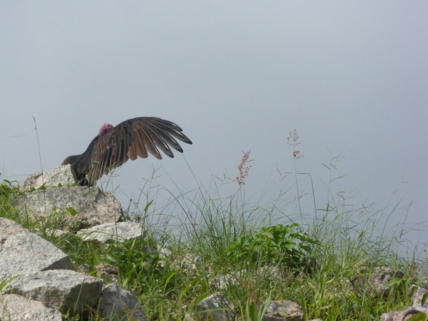 al Site, Yucatan, 7.26.13