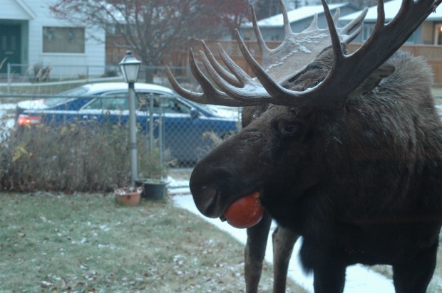 Moose Eats Jack O' Lantern