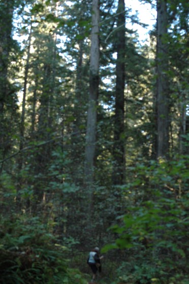 Redwood National Park, CA (photo by Brian Saylor, 10.29.13)