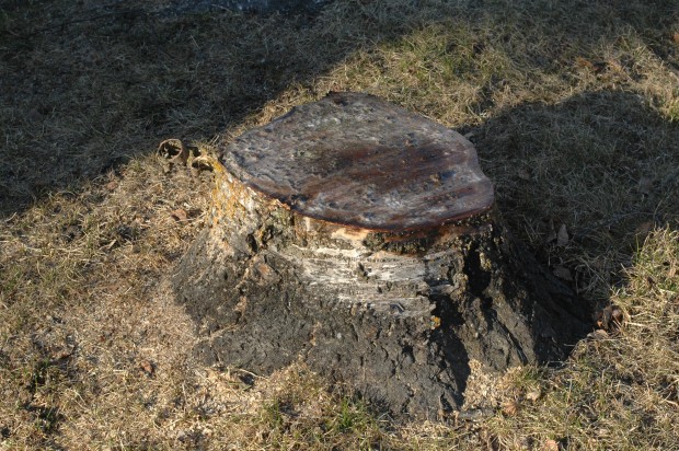 Birch stump from circle of trees (4.24.14, Anchorage, AK)