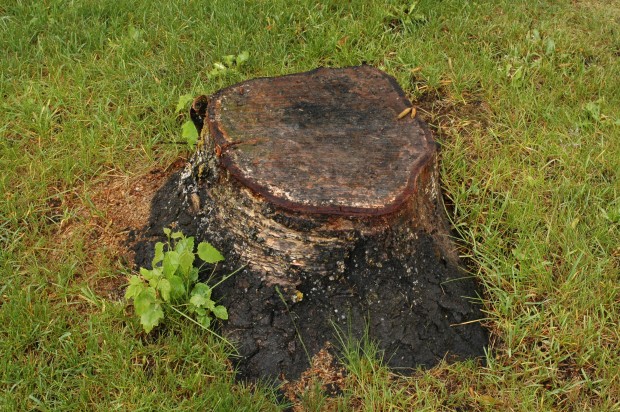 "My" birch tree stump on summer solstice (6.21.14)