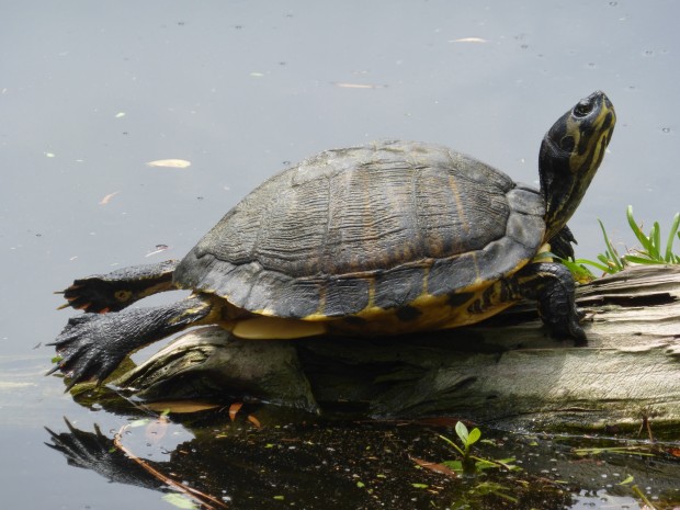 Lagoon turtle, Edisto Island, SC, 5.31.14