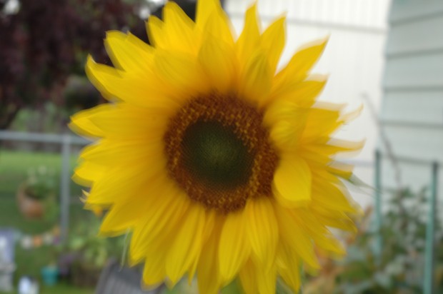Sunflower daze (9.12.14, Anchorage, AK)