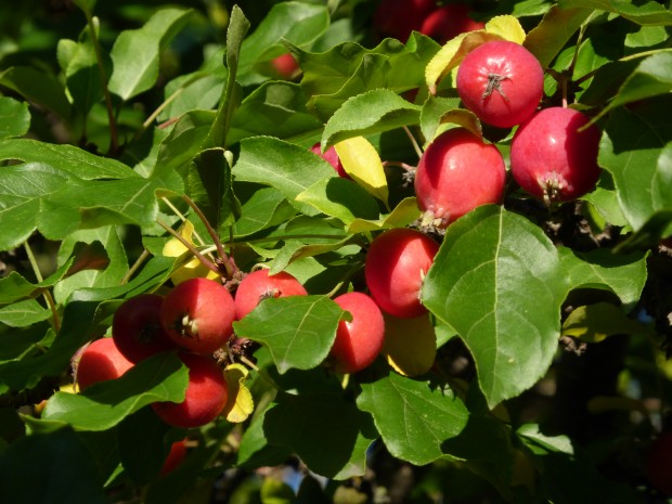 Our crabapple tree (9.7.14)