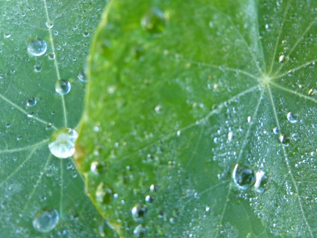 Sunny morning after rain-- 9.11.14, Anchorage, Ak