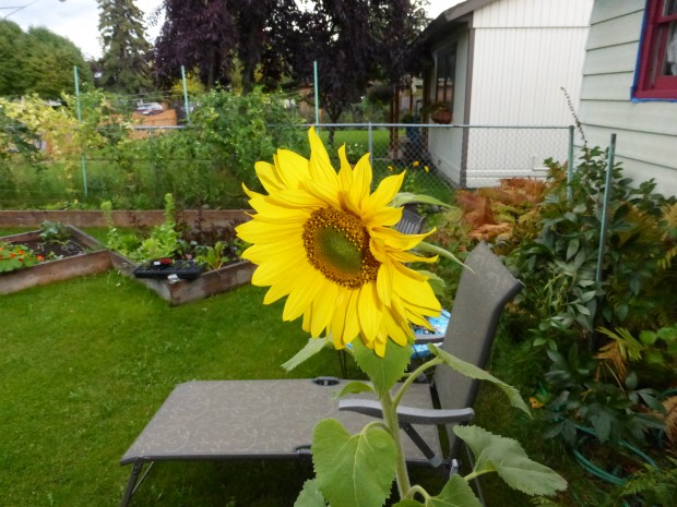 Sunflower on porch (9.12.14, Anchorage, AK)
