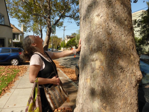 Mother Tree in the city? (9.22.14, Berkeley, CA)