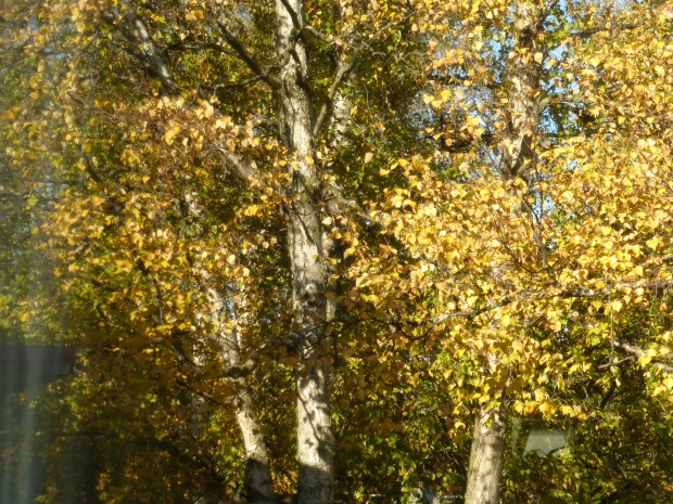 Birches just after equinox (Anchorage, Alaska, 9.24.14)