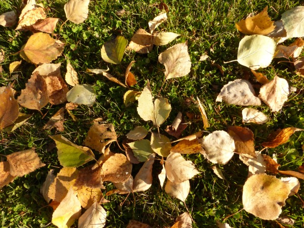 Birch leaves on the grass (9.30.14, Anchorage, AK)