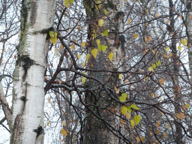 My birches (10.11.14)