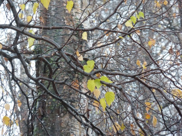 Birches in morning (10.11.14, Anchorage, AK)