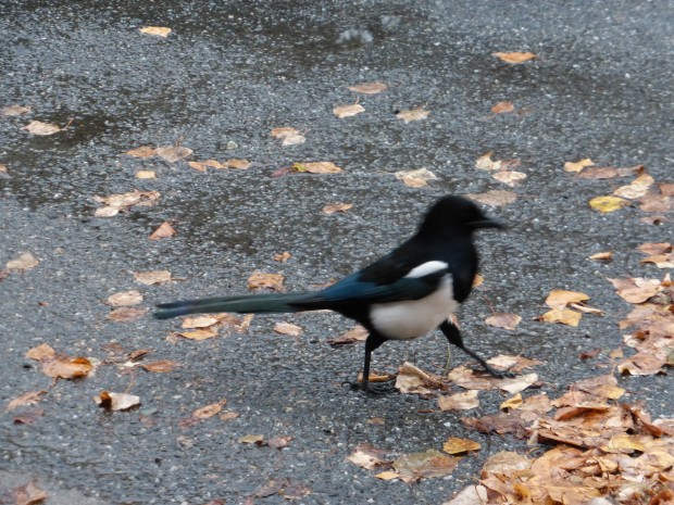 Magpie strut (10.11.14, Anchorage, Ak)