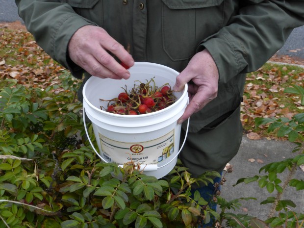 Sitka rose hip harvest from front hedge (10.12.14, Anchorage, Ak)
