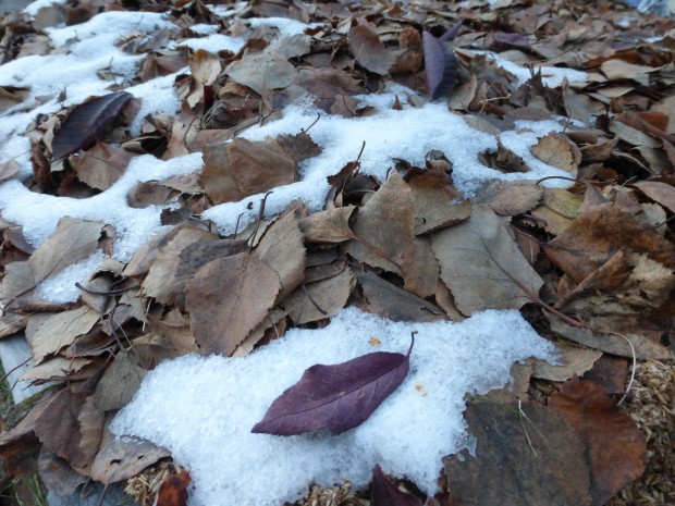 Garden at rest (11.1.14, Anchorage, Ak)