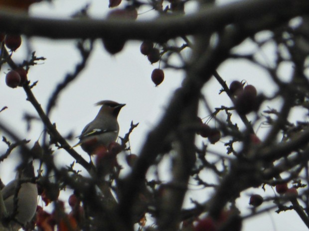 First waxwings of the year in crabapple tree (11.9.14, Anchorage, Ak)