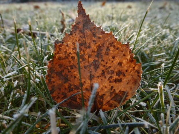 Boon of late snow 2 (1:04 pm, 11.13.14, Anchorage, Ak)