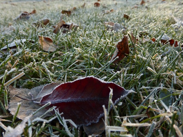 Boon of late snow (1:04 pm, 11.13.14, Anchorage, Ak)