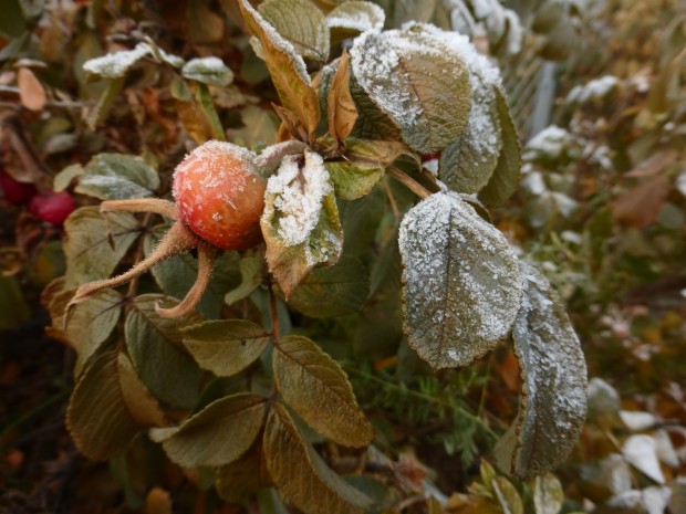 November Sitka rose hip (11.15.14, Anchorage, Ak)