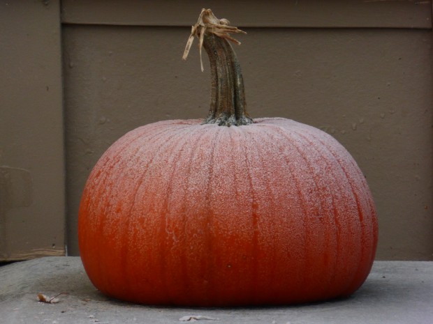 "When the frost is on the pumpkin." (11.15.14, Anchorage, Ak)