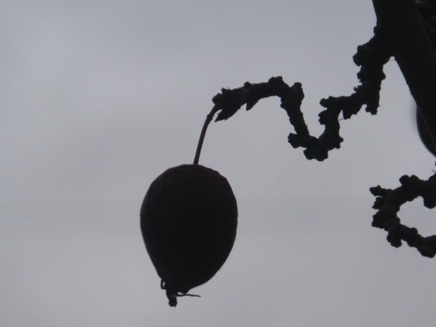 Crabapple in November (9:42 am, 11.26.14, Anchorage, Ak)