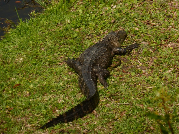 Alligator (5.27.14, Edisto Island, SC)