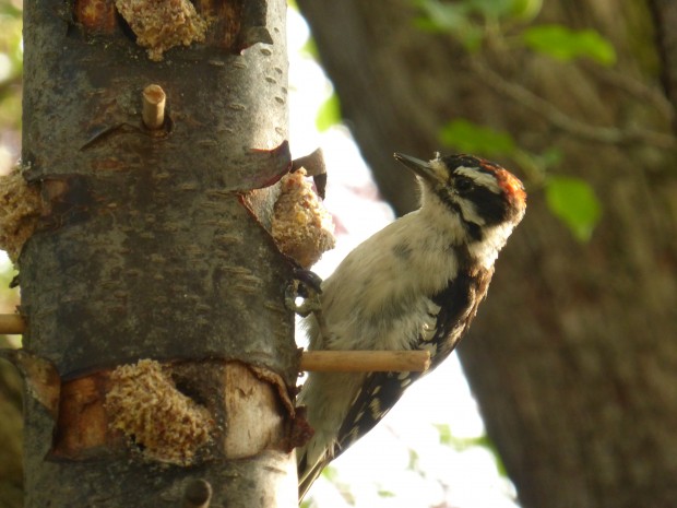 Picnic visitor (8.1.14, Anchorage, Ak)