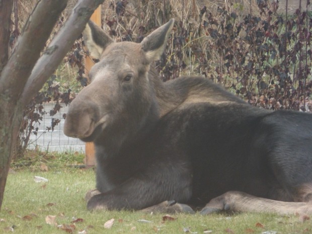 Resting moose (11.21.14, Anchorage, Ak)