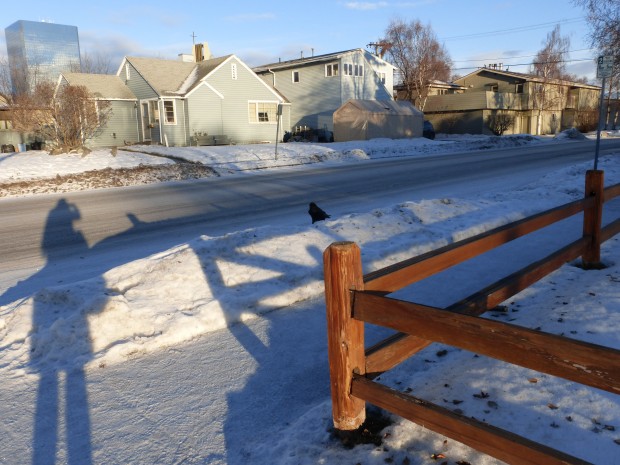 Raven, me, and the city (2:25 pm, 1.17.15, Anchorage, Ak)