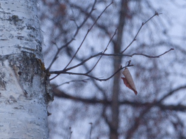 My birches (4:59 pm, 1.20.15, Anchorage, Ak)