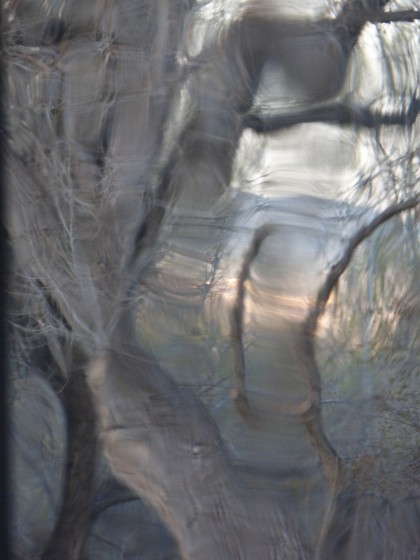 Trees through old windows (solarium of Mabel Dodge Luhan House (Taos, NM, 4.15.15)