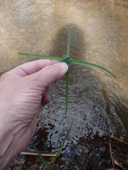 Offering to sacred waters, sacred mountain (4.15.15, Taos, NM)