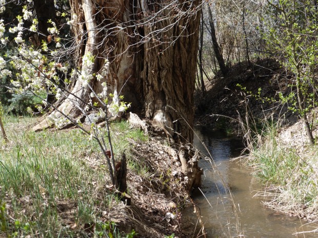 Acequia Madre (4.15.15, Taos, NM)