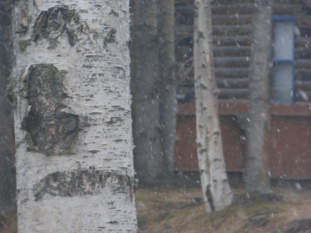 Spring snow (4.20.15, Anchorage, Ak)