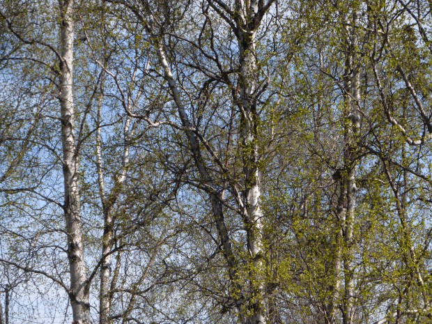 Birches in spring (5.4.15, Anchorage, Ak)