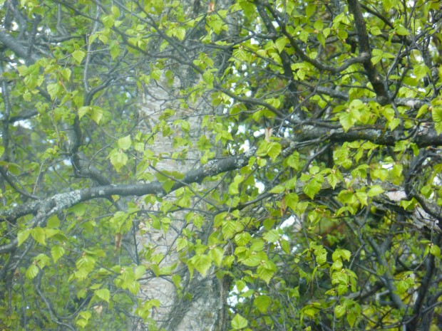 Spring birches (5.10.15, Anchorage, Ak)