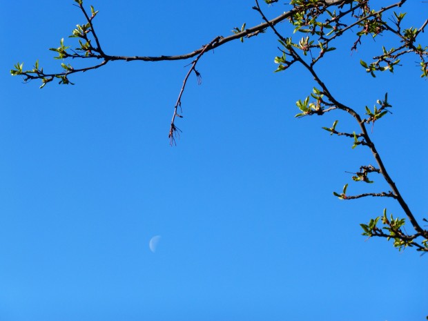 Morning moon (8:54 am, 5.11.15, Anchorage, Ak)