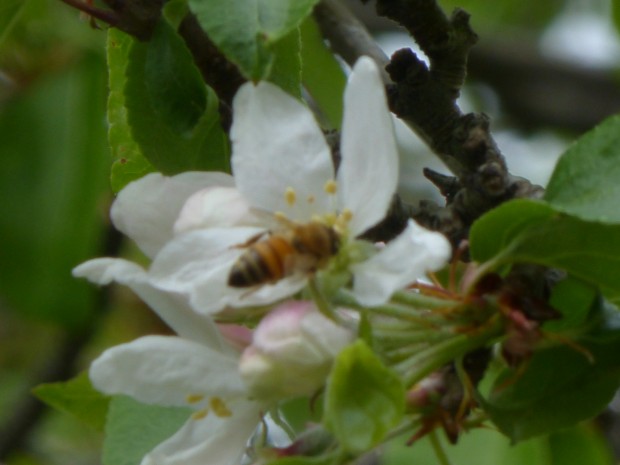 Crabapple visitor-- 5.23.15, Anchorage, Ak