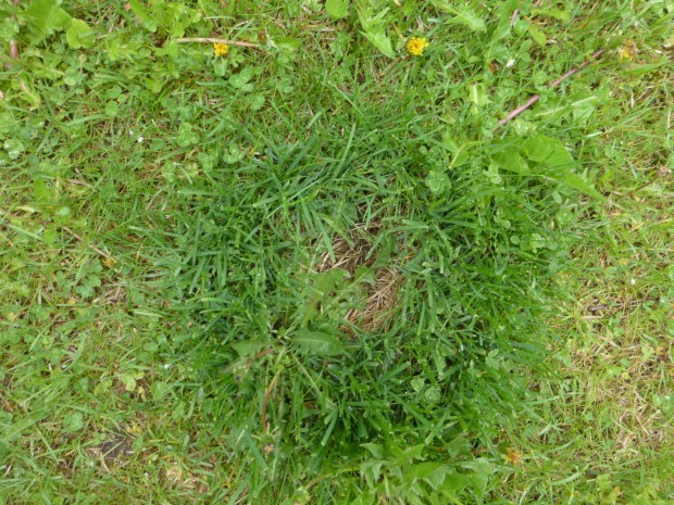 Fairy ring-- 6.2.15, Anchorage, Ak