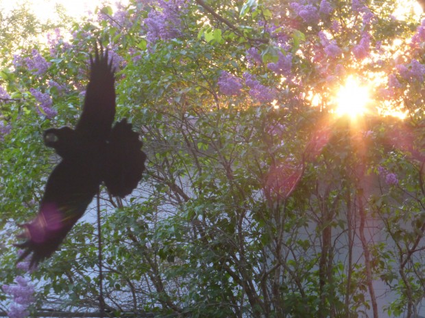 Raven Brings Daylight-- 6.13.15, 11:03 pm, Anchorage, Ak