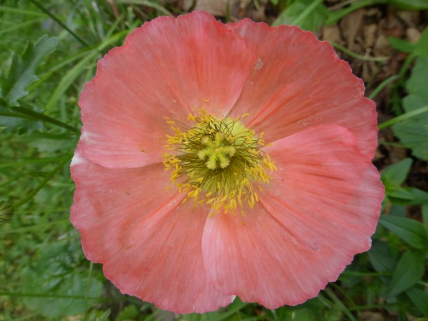 Poppy in the afternoon-- 6.21.15, Anchorage, Ak