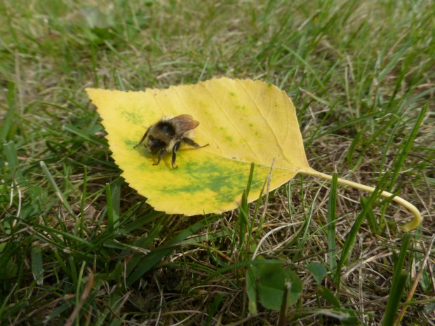 Even Bees Pause-- 7.25.15, Anchorage, Ak