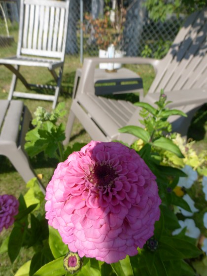 ZInnia Mimics the Moon-- 2:05 pm (Solar Noon), 8.7.15, Anchorage, Ak