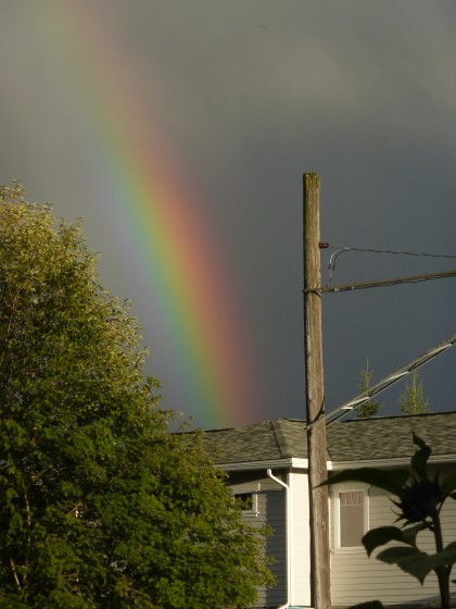 Evening rainbow and sunflower silhouette-- 8.29.15, Anchorage, Ak