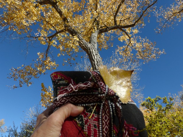 Tree alliance-- Mesa and Cottonwood, 11.3.15, Ojo Caliente, NM